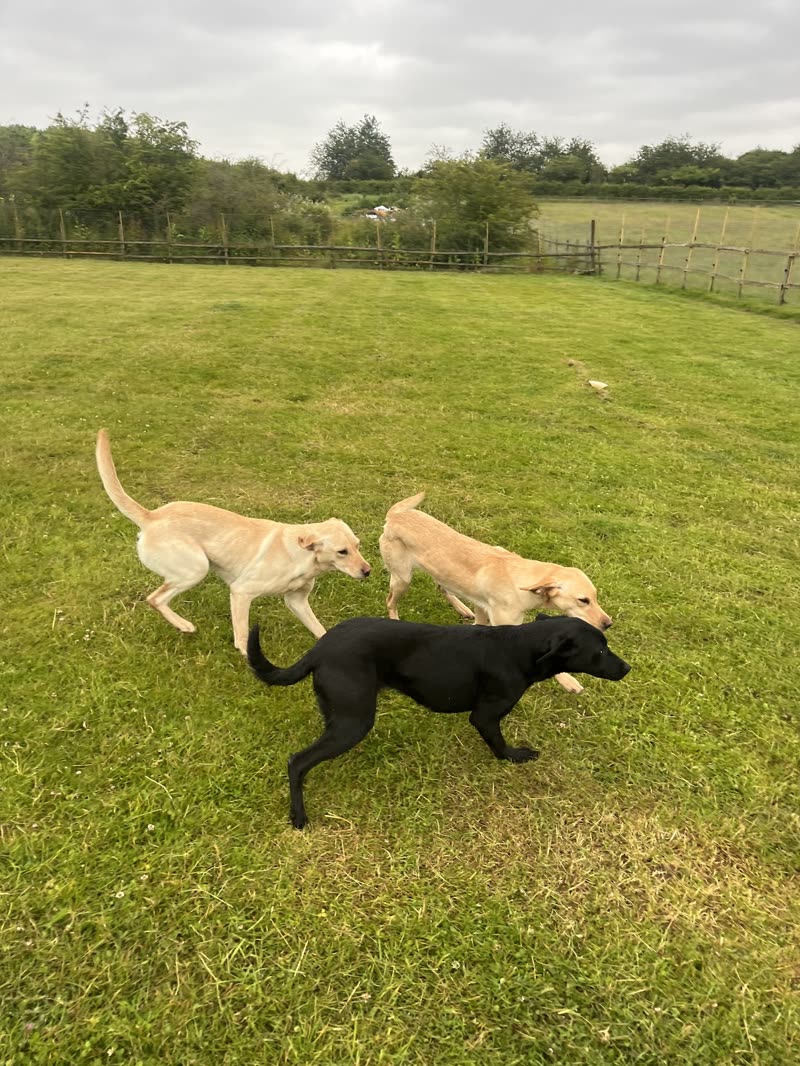 Three labradors running together across the fenced grass paddock at Fishill Farm
