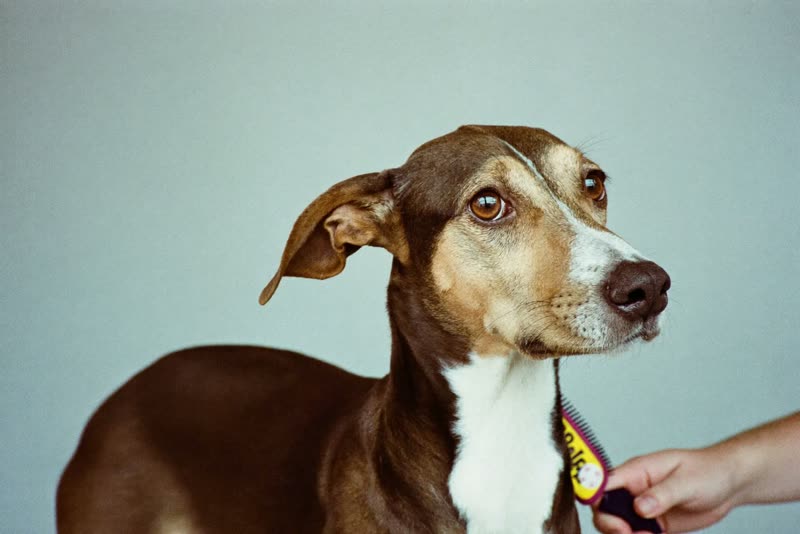 A dog standing calmly after a groom