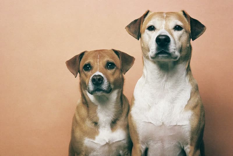 Two dogs sitting together