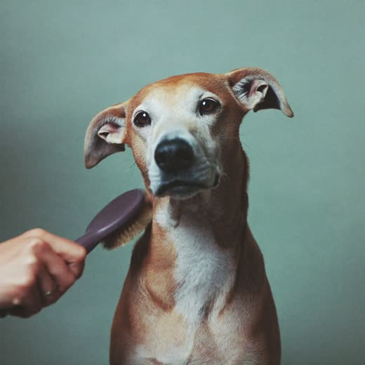 A dog being brushed during a grooming session