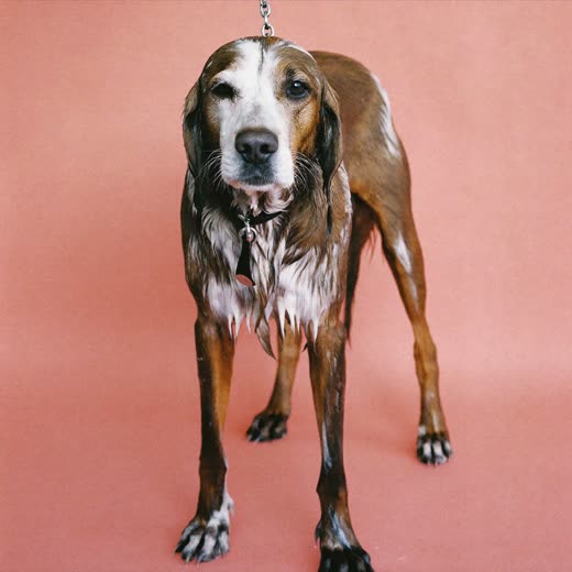 A dog just out of the bath, coat still damp