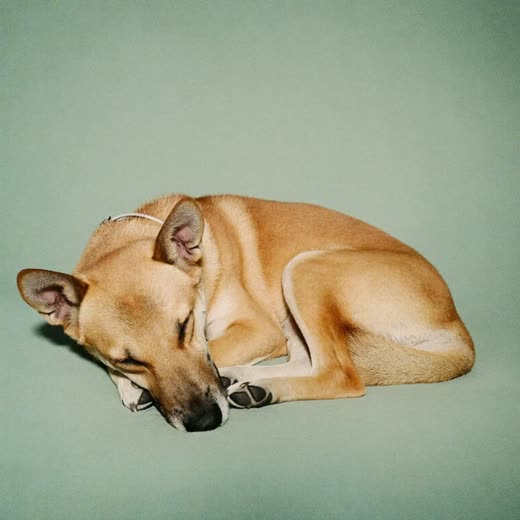 A dog asleep on a bed during an overnight stay