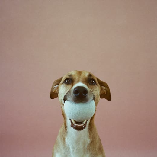 A dog holding a ball during daycare play