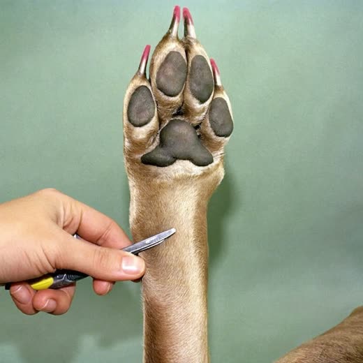 A dog's paw held for a nail trim